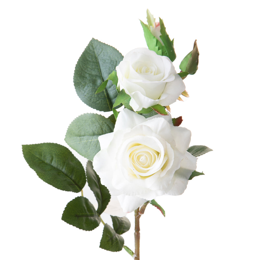 ROSE fehér mű rózsa nyílt és bimbós virágfejekkel közelről