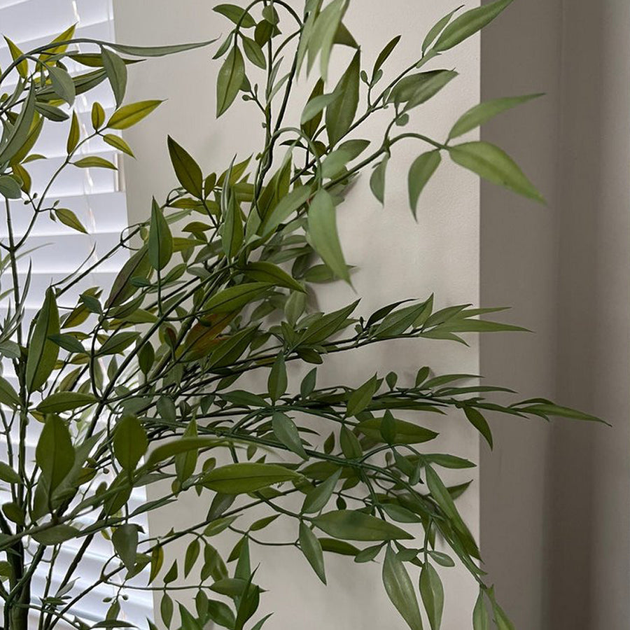 Mű ruszkusz cserje közelről, részletgazdag levelekkel.