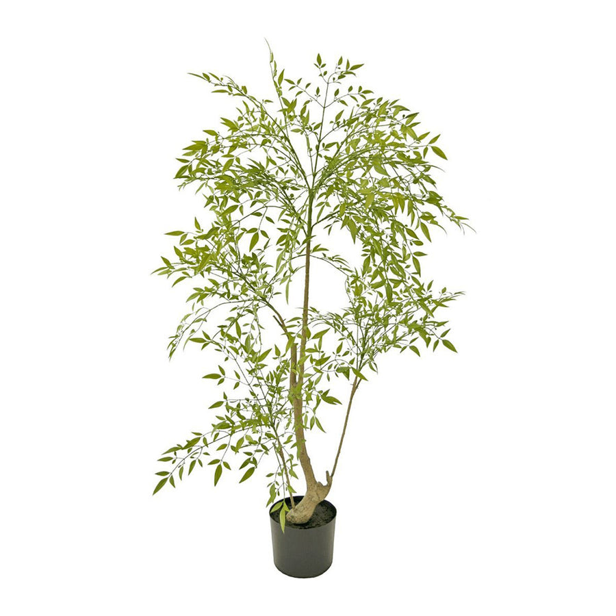 Ruscus zöld mű ruszkusz cserje 120 cm fekete cserépben fehér háttér előtt.