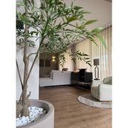 Ruszkusz cserje leveleinek közelképe, fényes, aprólékosan kidolgozott részletekkel.