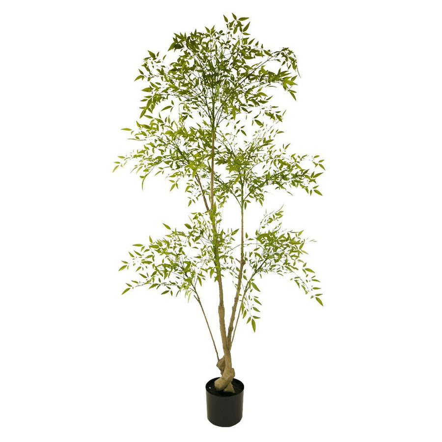 150 cm magas mű ruszkusz cserje fekete műanyag cserépben, fehér háttér előtt.