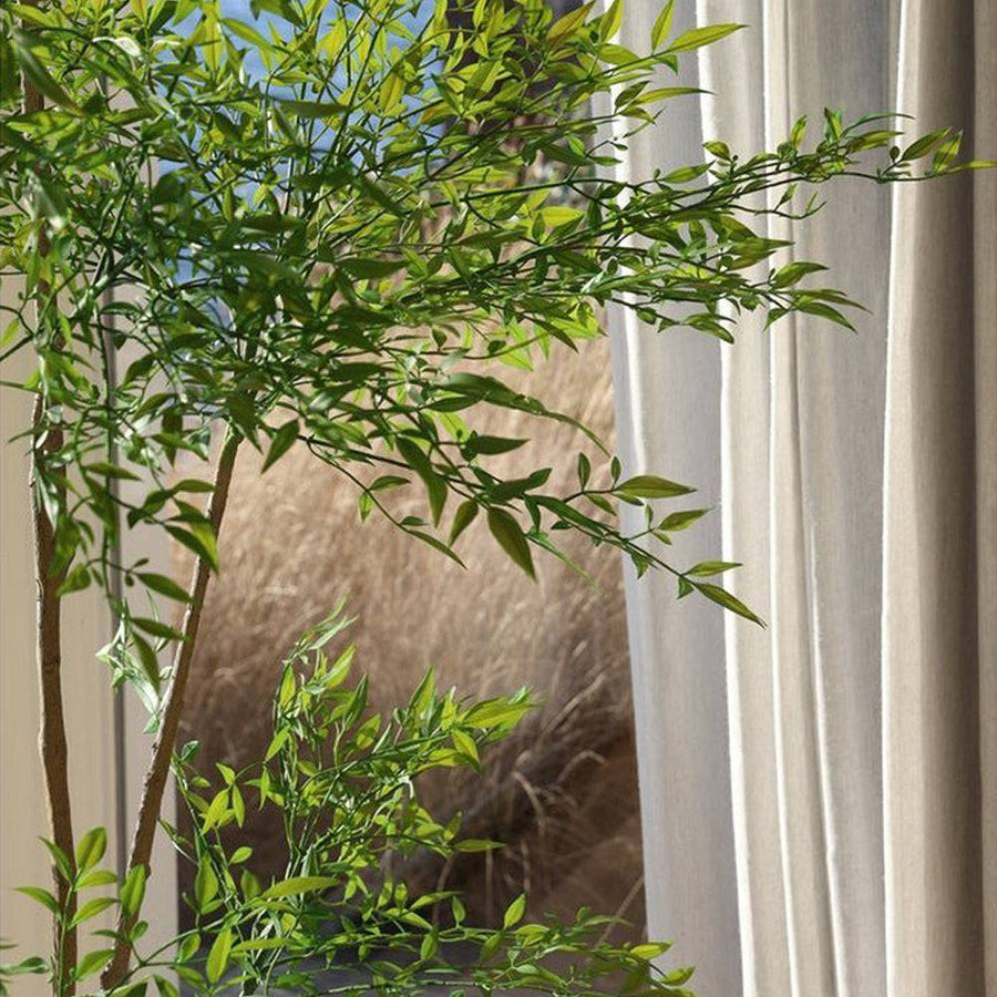 Mű ruszkusz cserje napfényben, világos enteriőrben, nagy ablak mellett dekorációként.