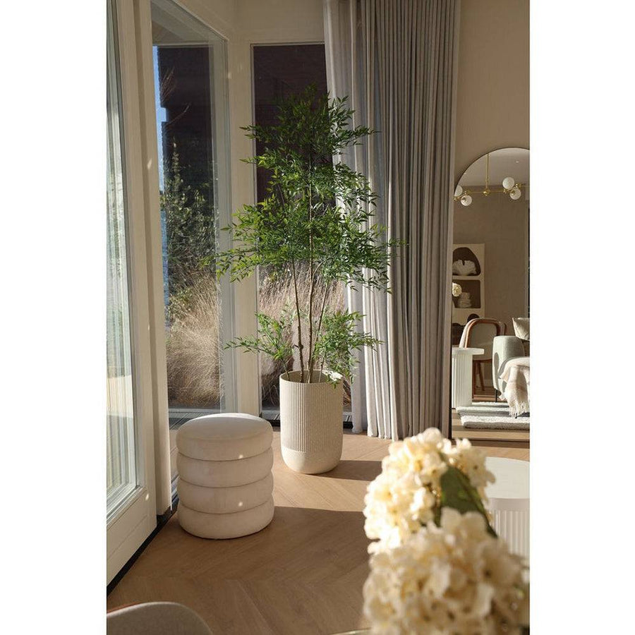 Fényben megvilágítva: Természetes fényben fürdő mű ruszkusz cserje kaspóban, modern enteriőr részeként.