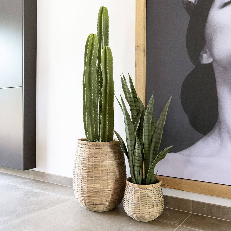 SANSEVIERIA műnövény fonott kaspóban dekoratív kaktusszal kombinálva modern lakótérben