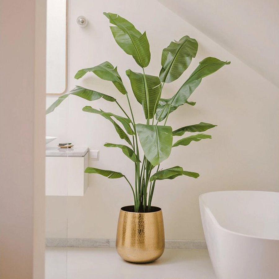 Élethű Strelitzia Nicolai mű strelitzia 180 cm magas, banánlevél-szerű levelekkel