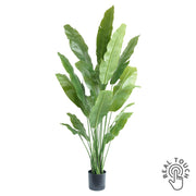 Zöld strelitzia Nicolai műnövény 195 cm magas fekete cserépben, Real Touch hatással