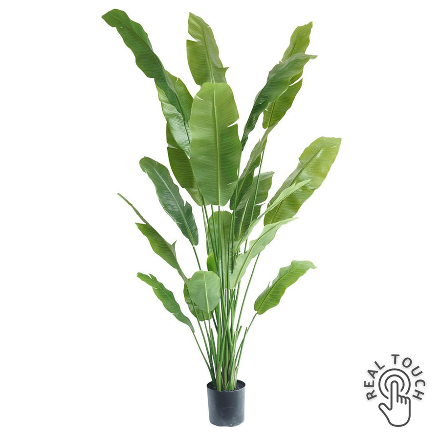 Nagyméretű, 215 cm magas Strelitzia Nicolai műnövény fekete cserépben, Real Touch levelekkel.