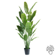 Nagyméretű, 235 cm magas Strelitzia Nicolai műnövény fekete cserépben, Real Touch levelekkel.