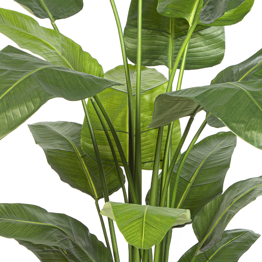 STRELITZIA NICOLAI zöld mű strelitzia részletfotója közelről a levelekről.