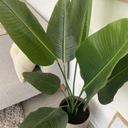 Élethű, nagy zöld levelekkel rendelkező mű strelitzia növény modern nappaliban, kanapé mellett elhelyezve.