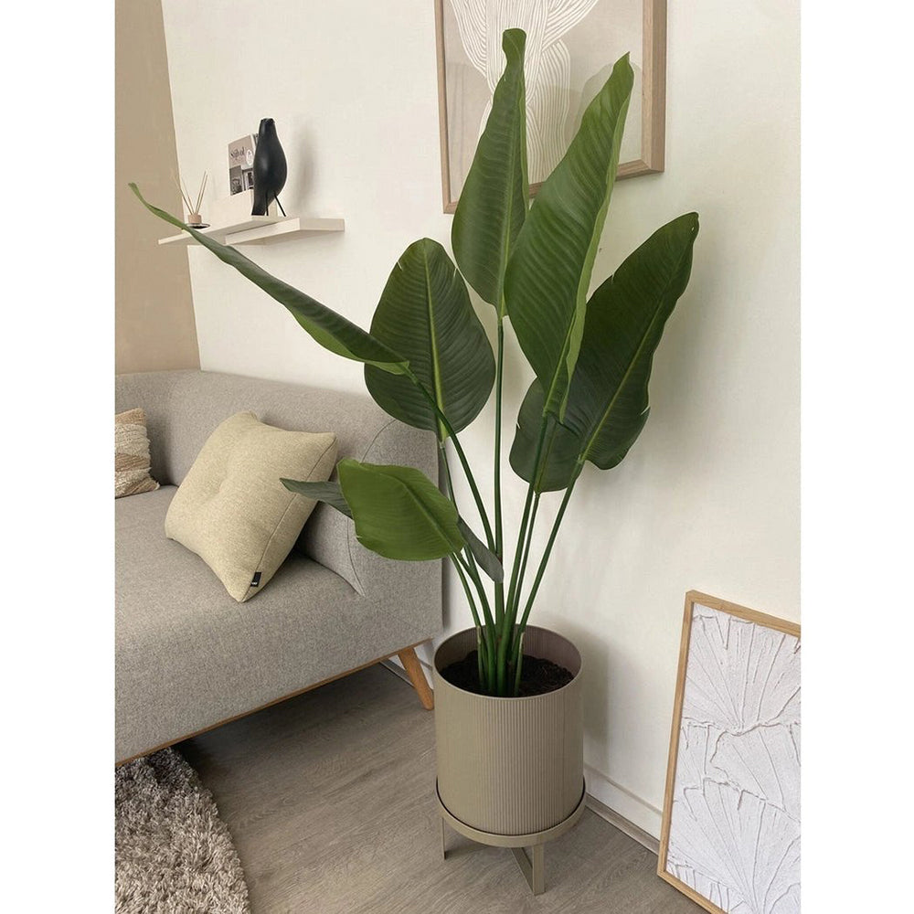 Közelről fotózott, részletgazdag zöld strelitzia levelek fekete műanyag cserépben.
