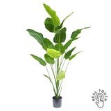 Élethű, 210 cm magas Real Touch strelitzia műnövény fekete cserépben, modern beltéri dekorációhoz.