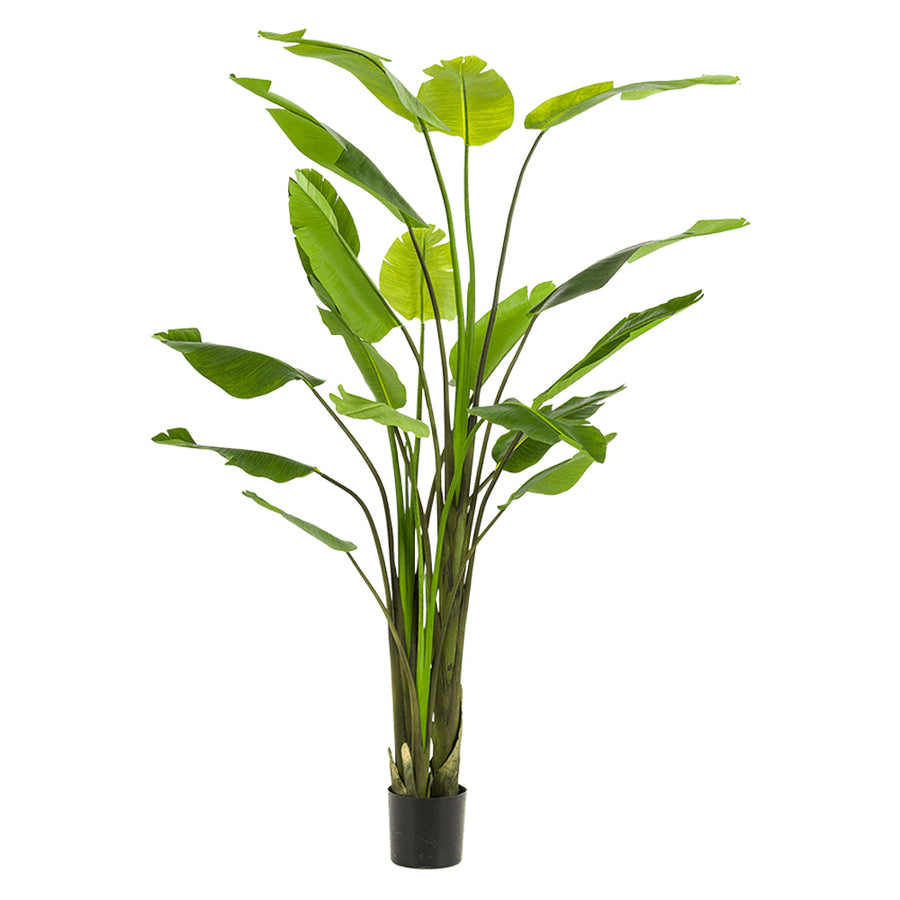Óriás 235 cm magas mű strelitzia növény fekete cserépben, élethű levelekkel.