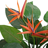 Papagájvirág mű strelitzia közelről narancs virág részlettel és zöld levelekkel