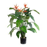 Bird of Paradise virágzó mű strelitzia 120 cm fehér háttér előtt