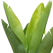 Zöld strelitzia műnövény részlet – levelek közelről.