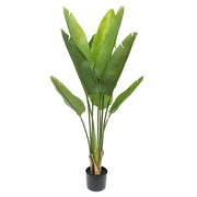 Élethű mű strelitzia növény 110 cm magas, fekete kaspóban.