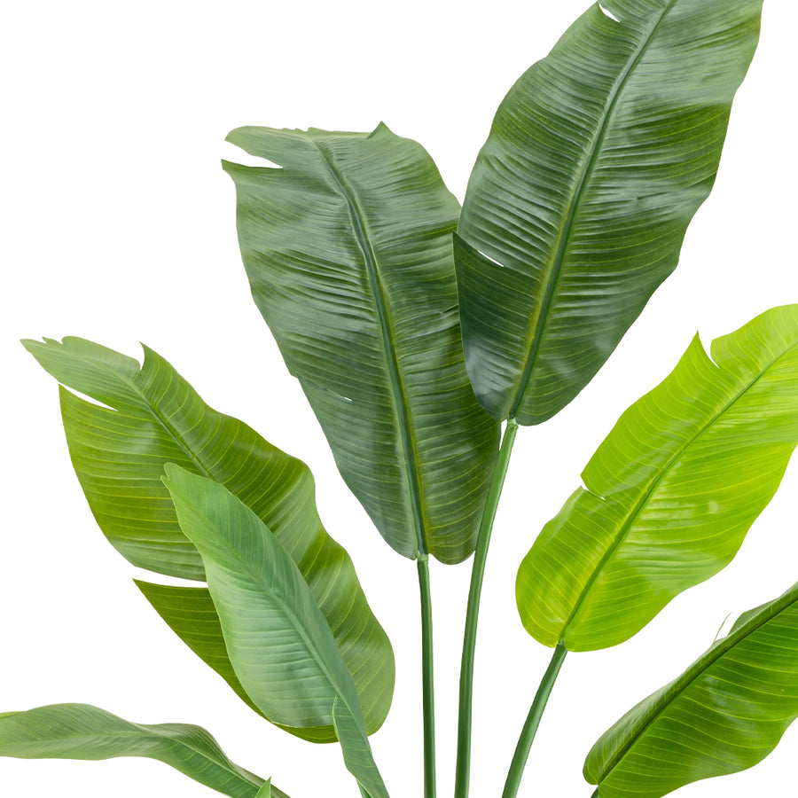Mű strelitzia nagy levelei közelről
