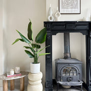 Zöld strelitzia mű növény dekoratív kaspóban, skandináv stílusú nappaliban