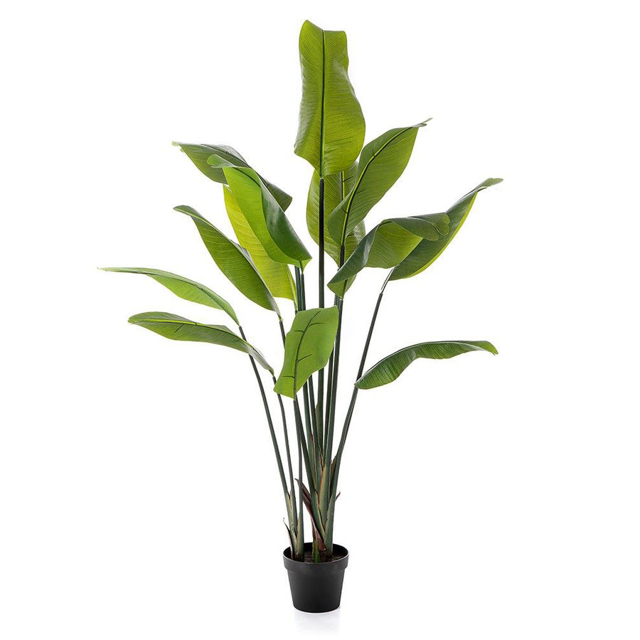 Élethű 150 cm magas mű strelitzia növény fekete cserépben, 13 nagy zöld levéllel.