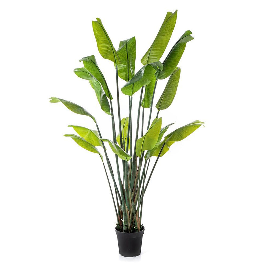 Zöld mű strelitzia 200 cm magas, nagyméretű trópusi dekoráció fekete cserépben.