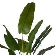 STRELITZIA zöld mű strelitzia közeli fotója a levelekről.