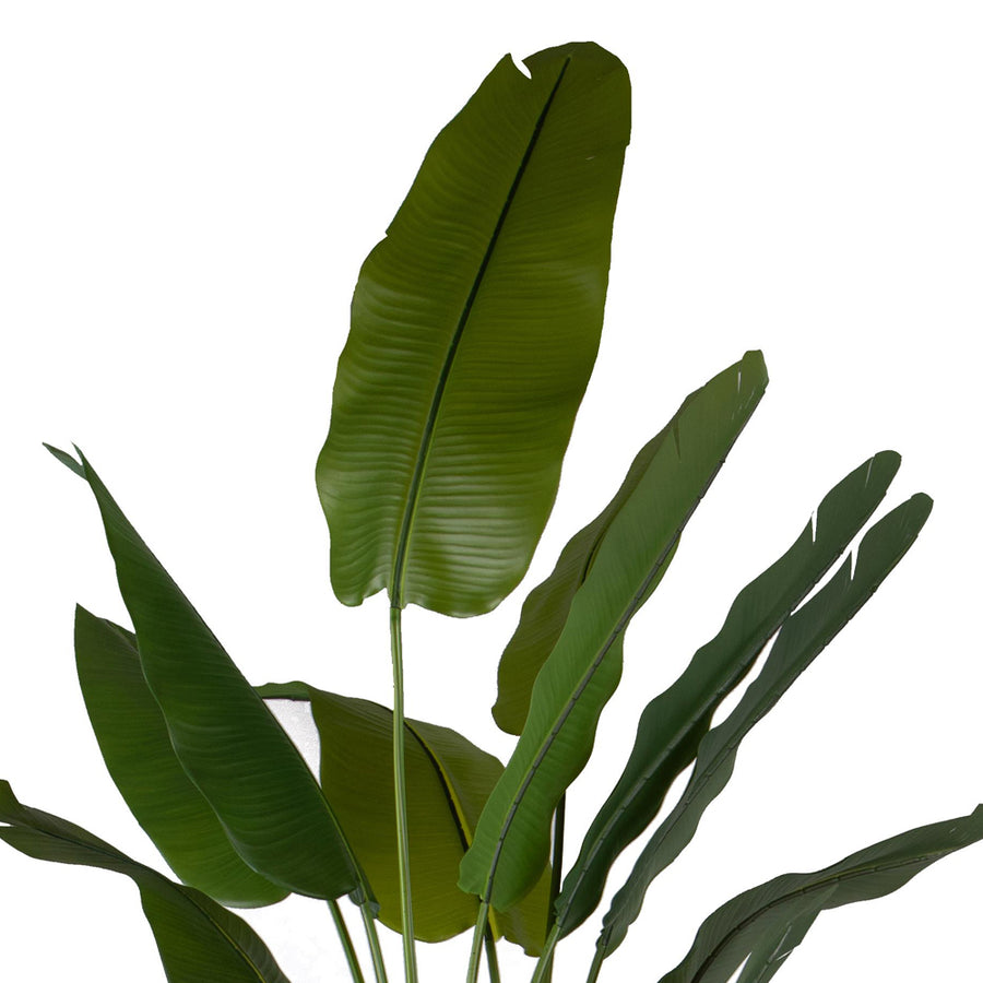 STRELITZIA zöld mű strelitzia közeli fotója a levelekről.