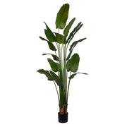 STRELITZIA zöld mű strelitzia 260 cm, fehér hátteres termékfotó.