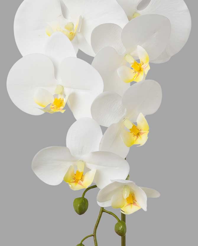 Fehér színű, szálas orchidea művirág.