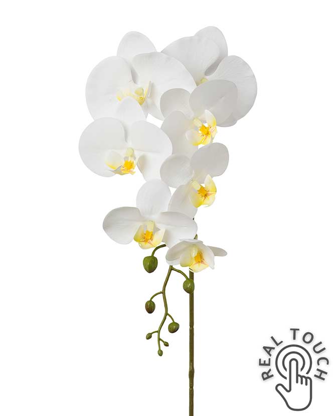 Fehér színű, szálas orchidea művirág.