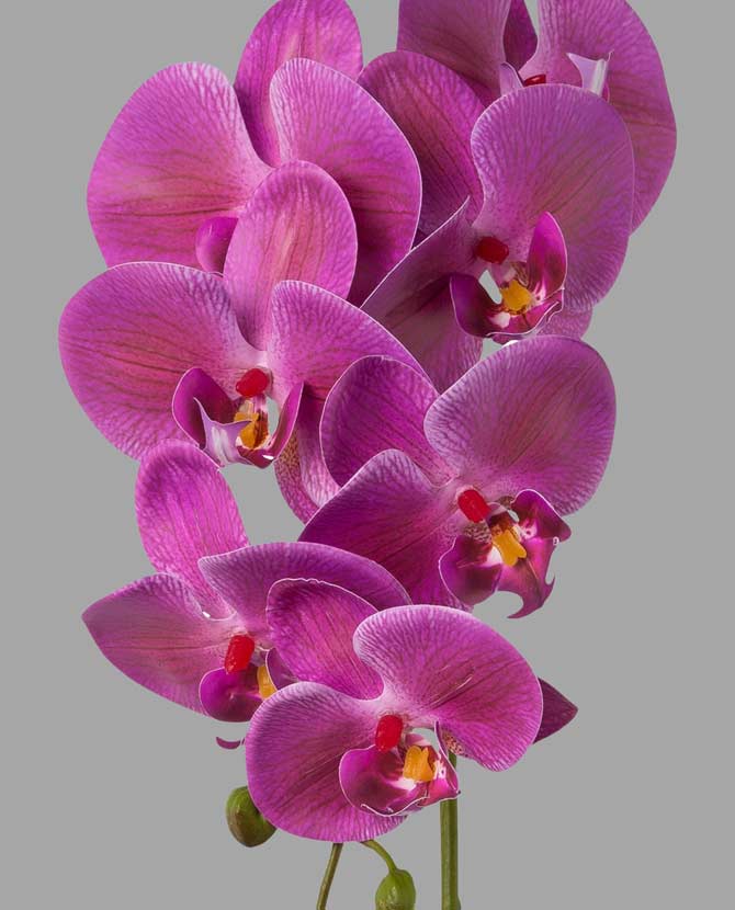 Lila színű, szálas orchidea művirág.