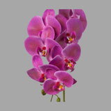 Lila színű, szálas orchidea művirág.