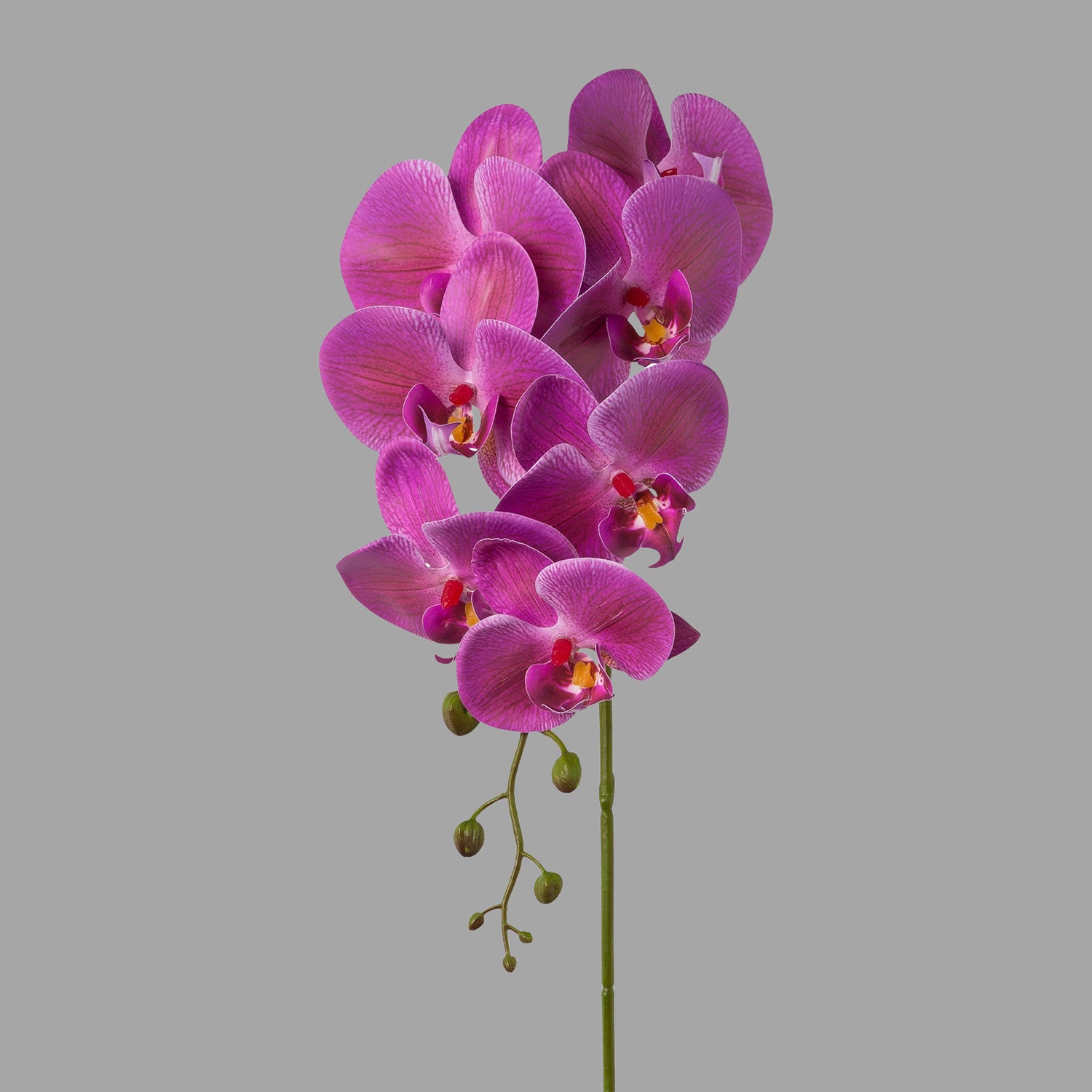 Lila színű, szálas orchidea művirág.