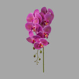 Lila színű, szálas orchidea művirág.