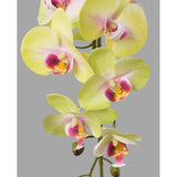 Zöld-pink színű, szálas orchidea művirág.