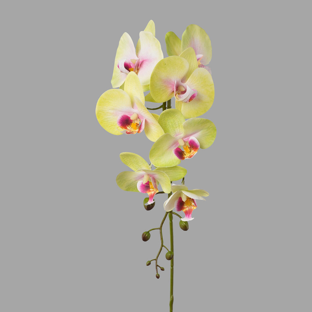 Zöld-pink színű, szálas orchidea művirág.