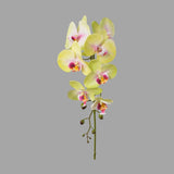 Zöld-pink színű, szálas orchidea művirág.