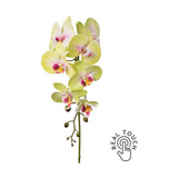 Zöld-pink színű, szálas orchidea művirág.
