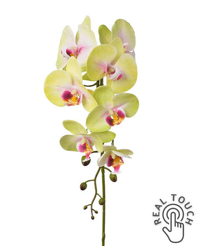 Zöld-pink színű, szálas orchidea művirág.