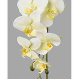 Krém-zöld színű, szálas orchidea művirág.
