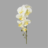 Krém-zöld színű, szálas orchidea művirág.