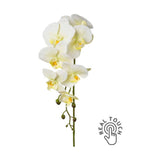 Krém-zöld színű, szálas orchidea művirág.