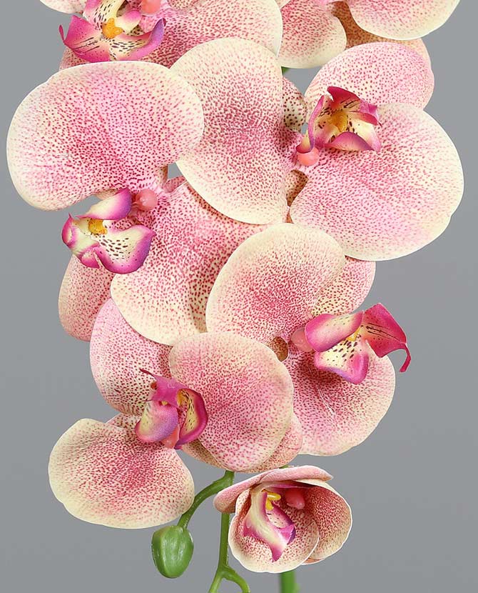 Barackszínű, szálas orchidea művirág.