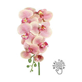 Barackszínű, szálas orchidea művirág.