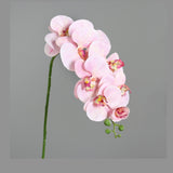 Pink színű, szálas orchidea művirág.