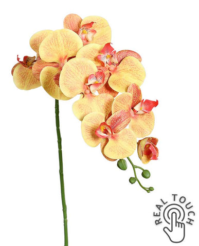 Sárga-narancs színű, szálas orchidea művirág.