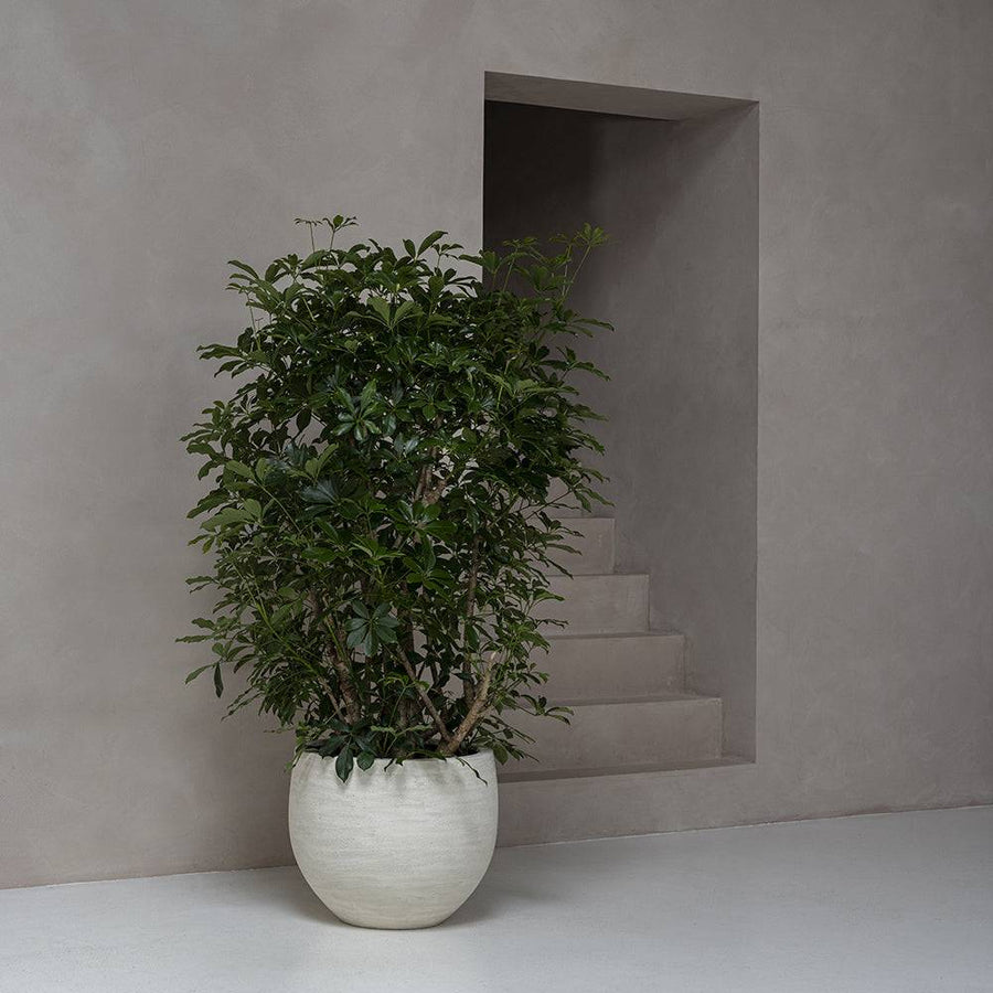 rban Jumbo Orb M kaspó elefántcsont színben, magasra növő zöld növénnyel, minimalista beltéri környezetben