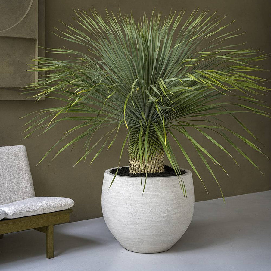 Trópusi növénnyel beültetett Urban Jumbo Orb M kaspó elefántcsont árnyalatban, modern enteriőrben, design fotellel