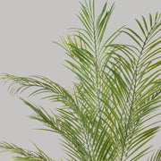 Zöld színű aranypálma műnövény.