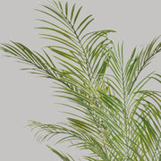 Zöld színű aranypálma műnövény.